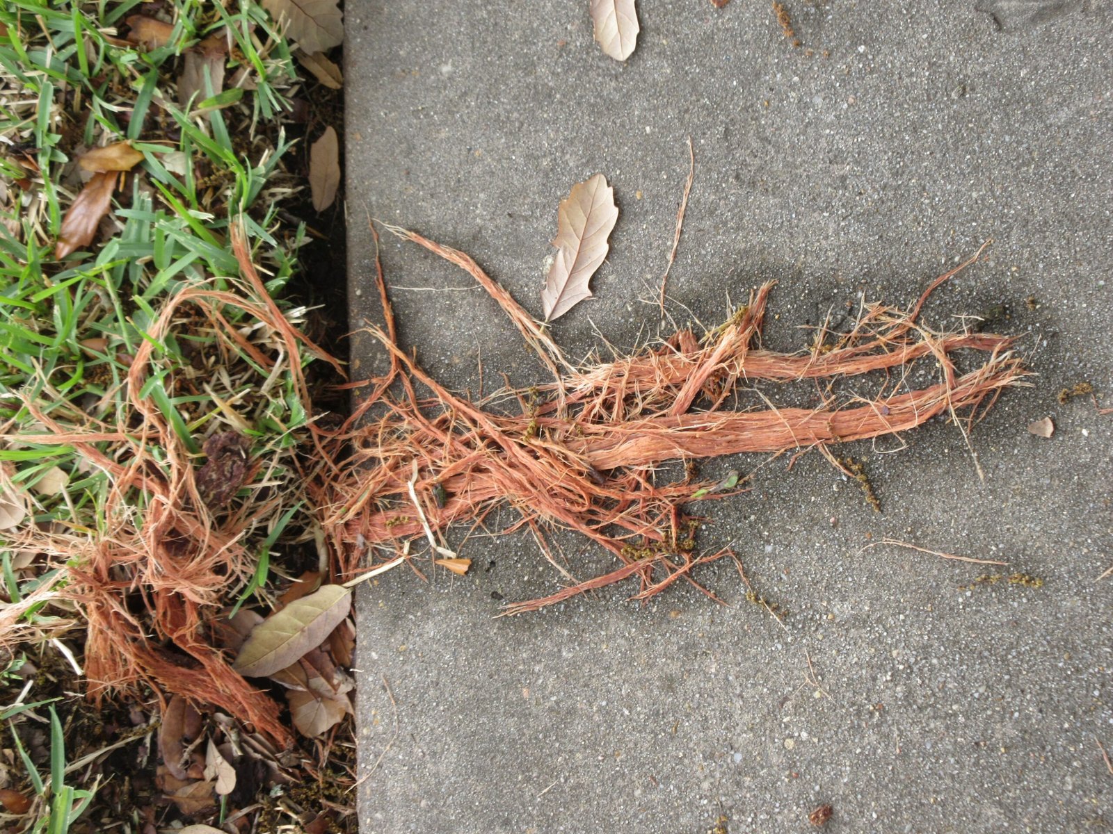 Case Studies: Trees That Thrive After Lightning Strikes (image credits: wikimedia)