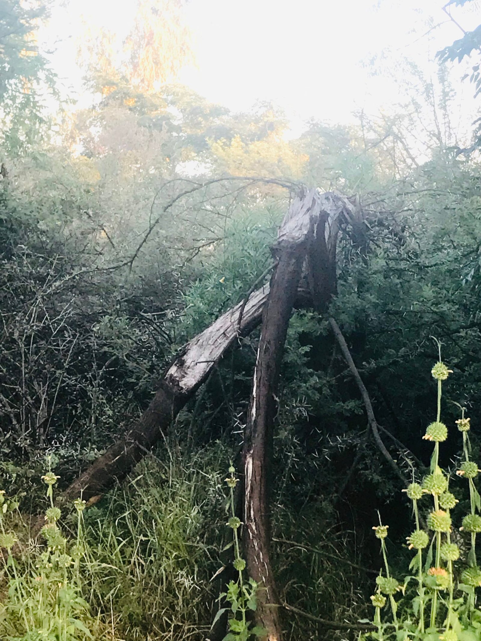 The Mystery of “Lightning Survivor” Trees (image credits: wikimedia)