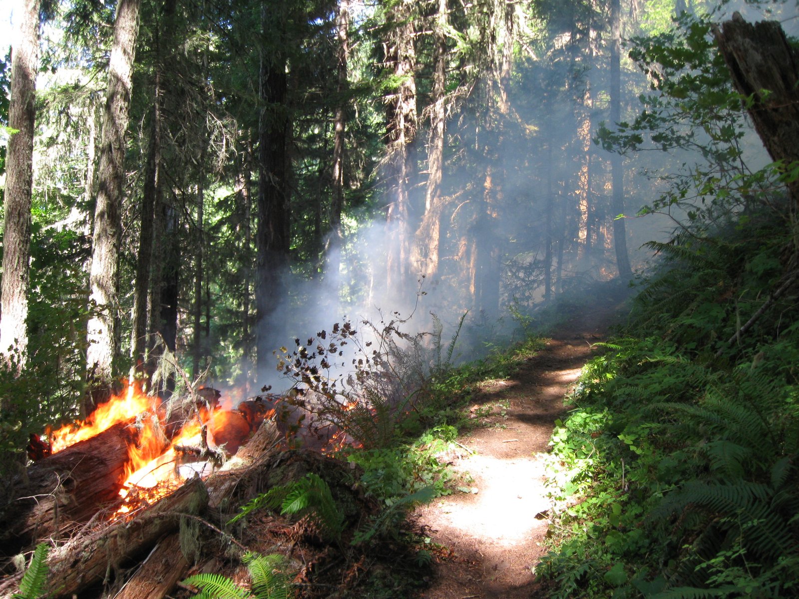 Protecting Forests in the Age of Lightning (image credits: wikimedia)