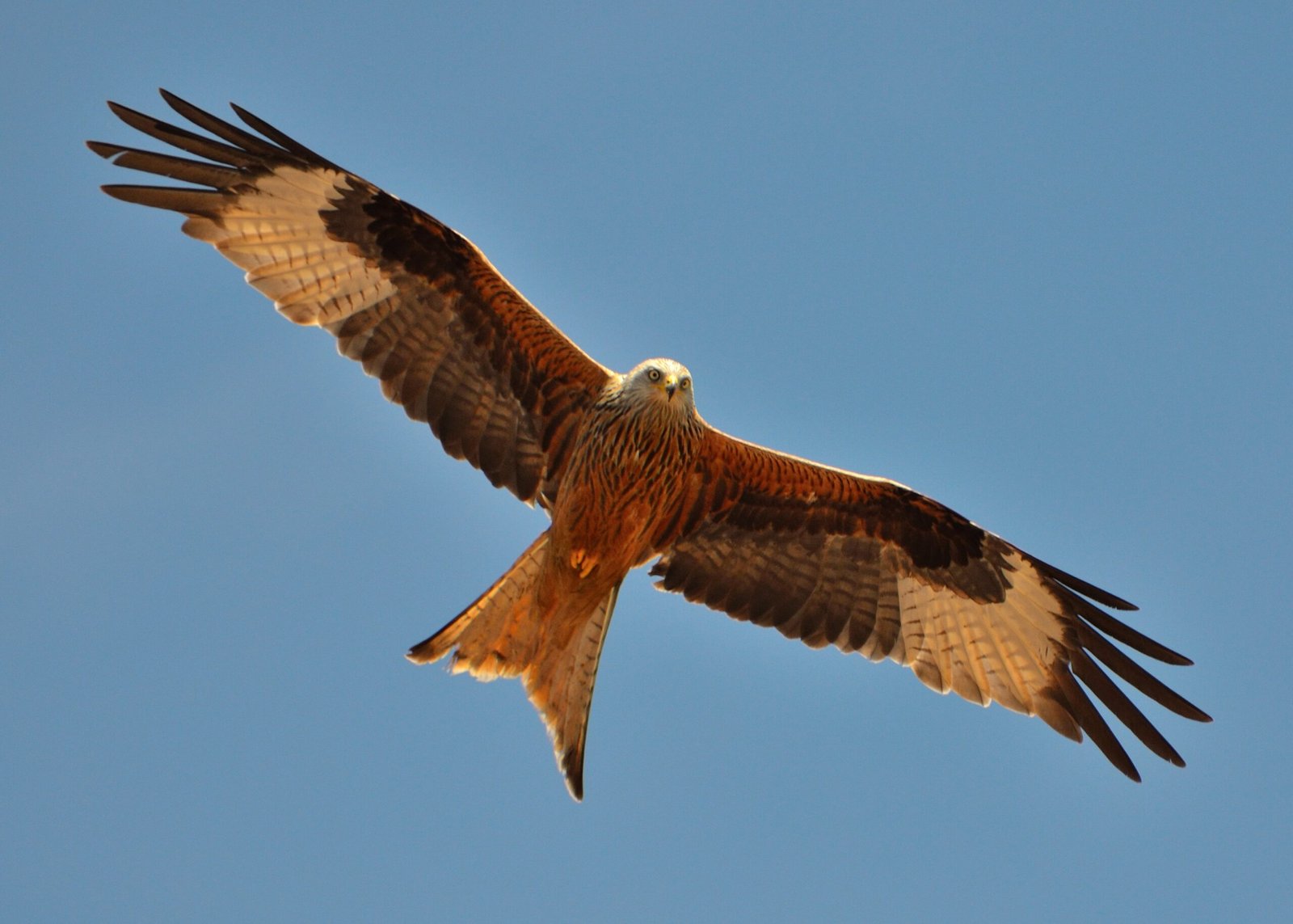 Reintroduction Projects: Science Meets Ambition (image credits: wikimedia)