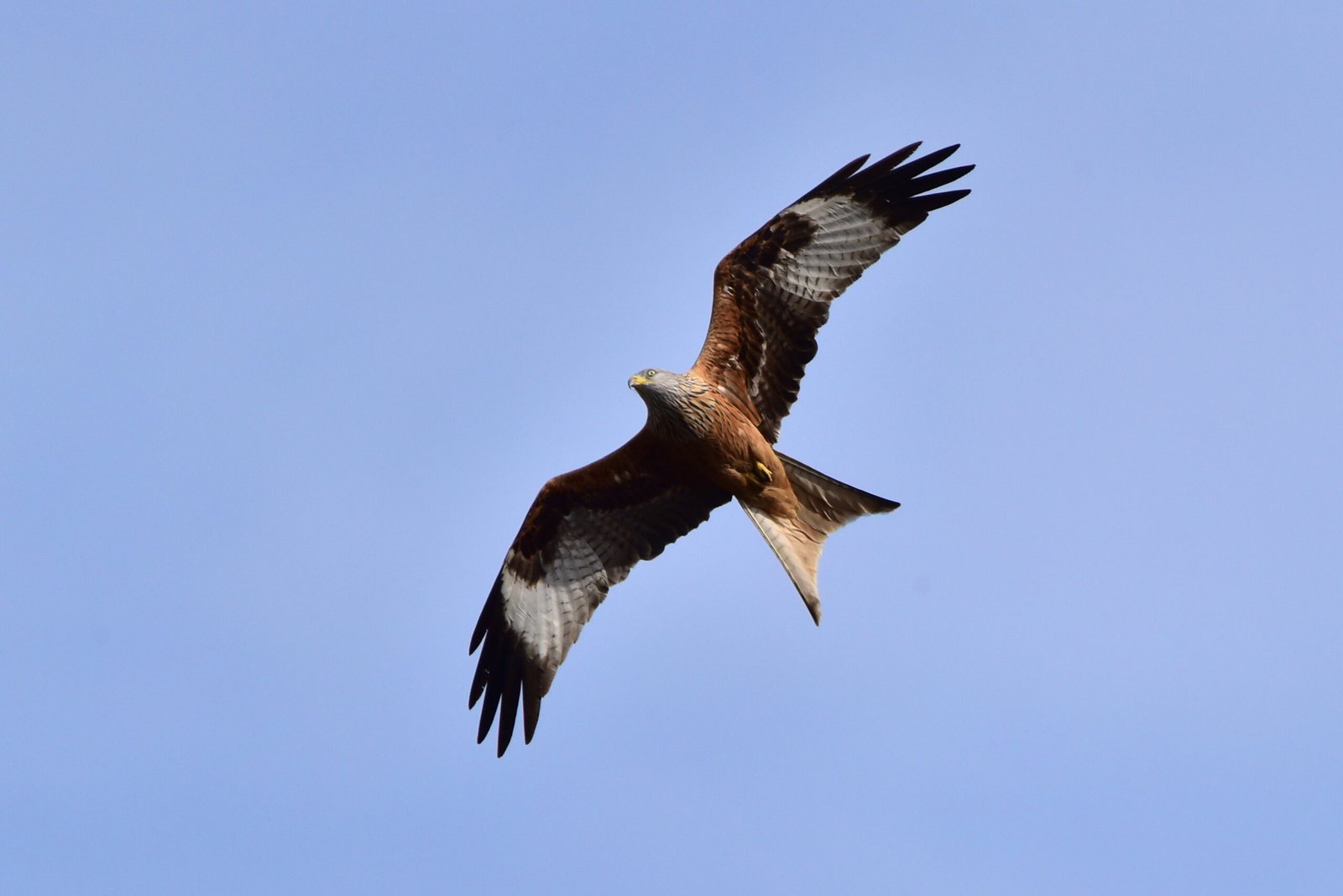 The Red Kite: From Scavenger to Superstar (image credits: wikimedia)