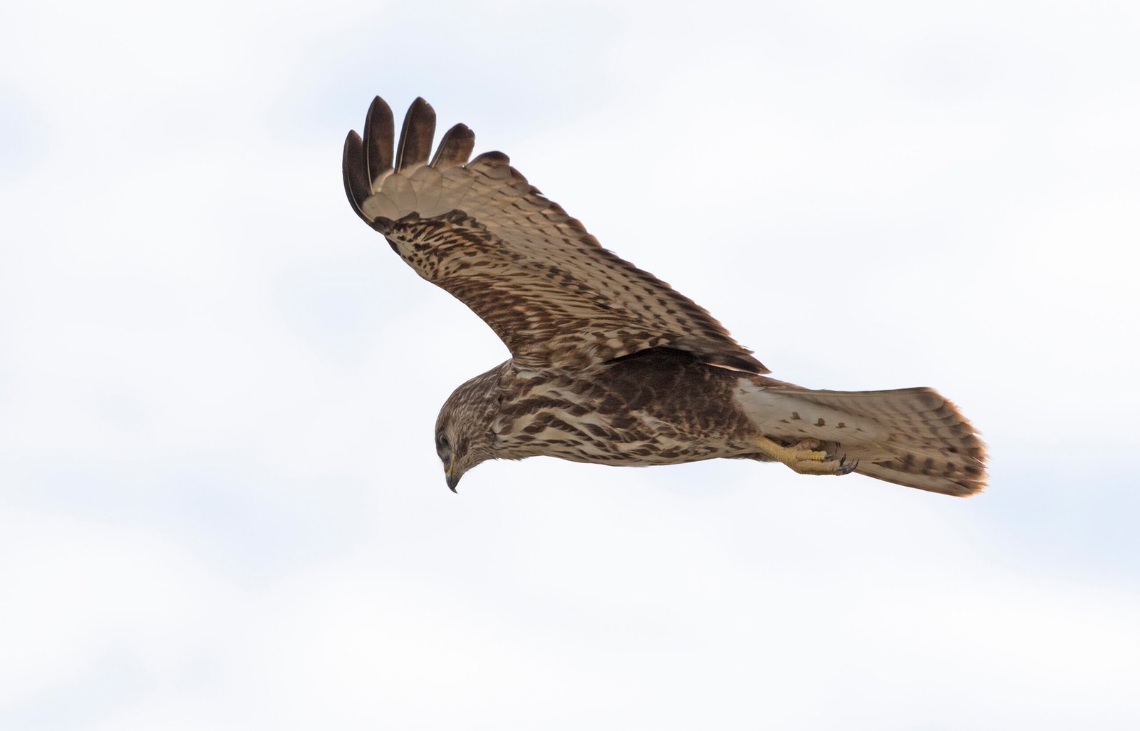 The Buzzard Boom: Success and Controversy (image credits: wikimedia)