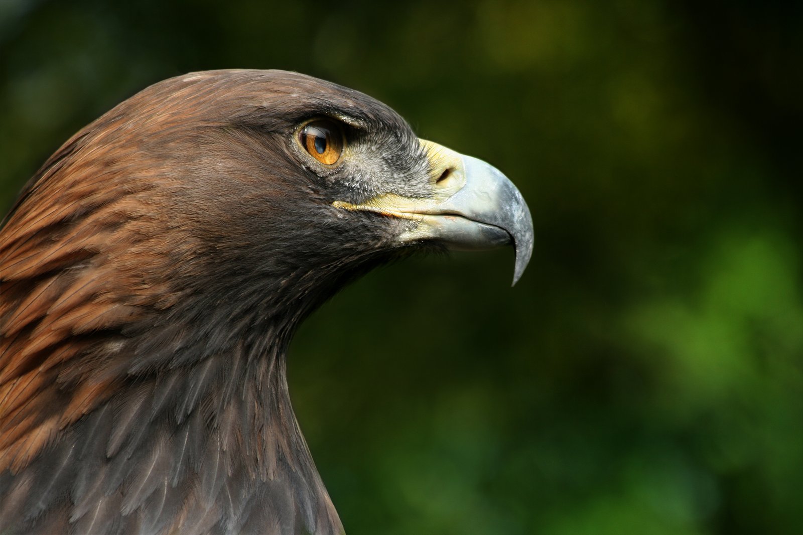 Golden Eagles: The Highlands’ Living Legends (image credits: wikimedia)