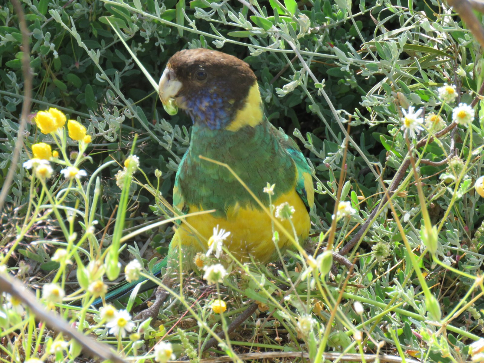 Threats Facing Parrots Today (image credits: wikimedia)