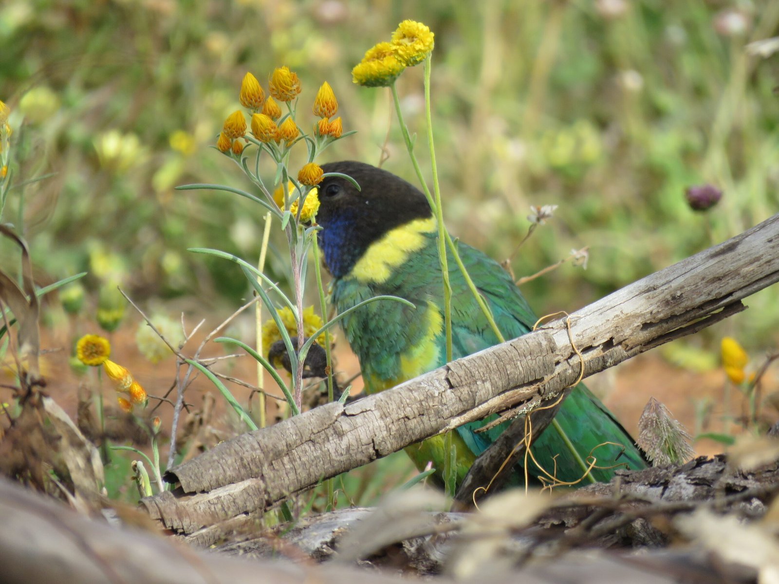 Conservation Success Stories (image credits: wikimedia)