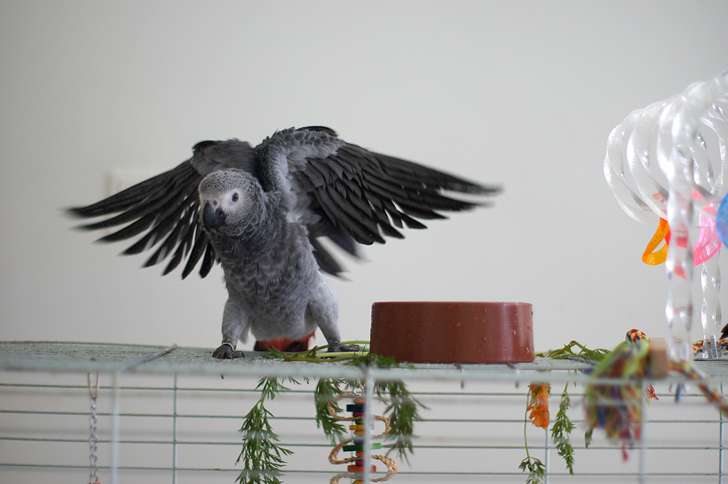 Parrots as Companions: The Joys and Challenges (image credits: wikimedia)