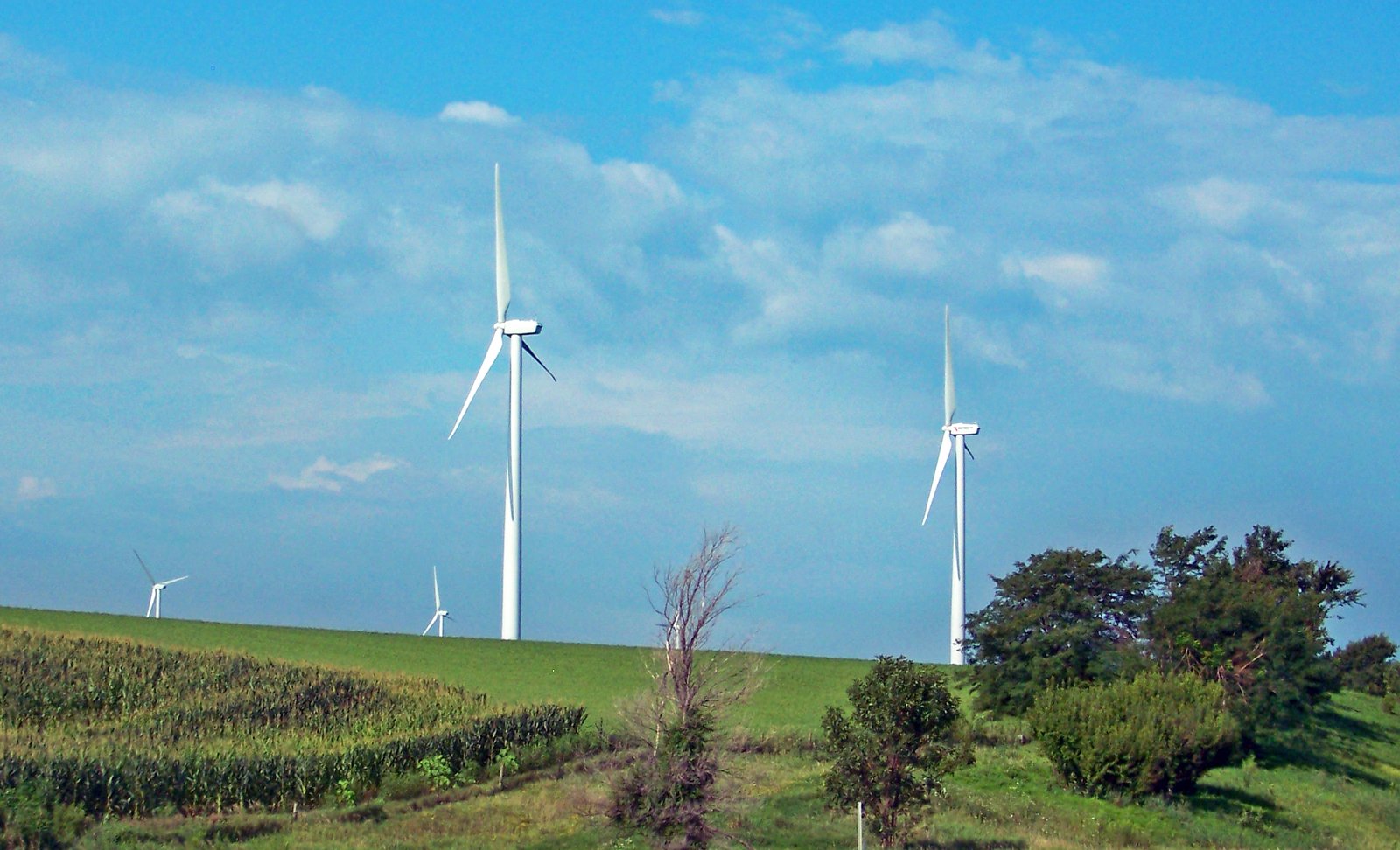 Modern Threats: Wind Farms, Poison, and Urban Hazards (image credits: wikimedia)