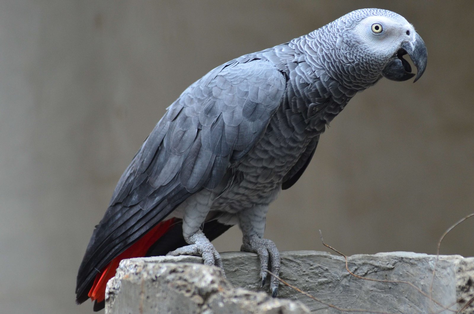Mimicry: The Parrot’s Unexpected Talent (image credits: wikimedia)