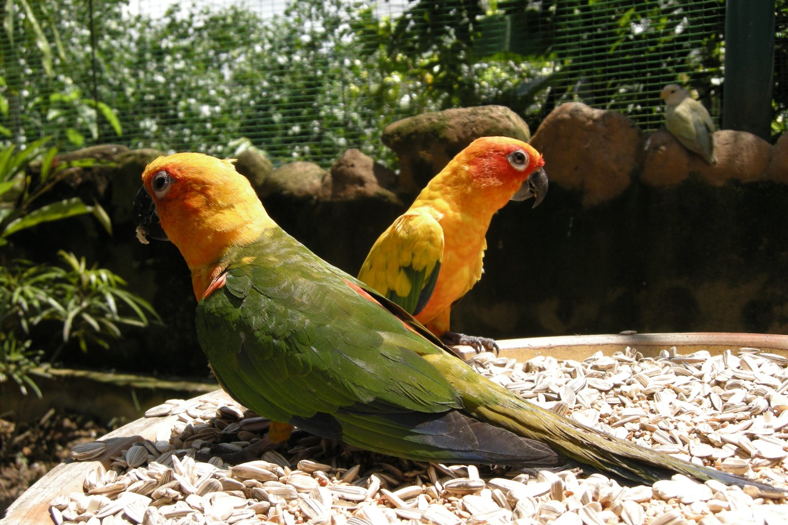 What Makes Parrots Unique Among Birds? (image credits: wikimedia)