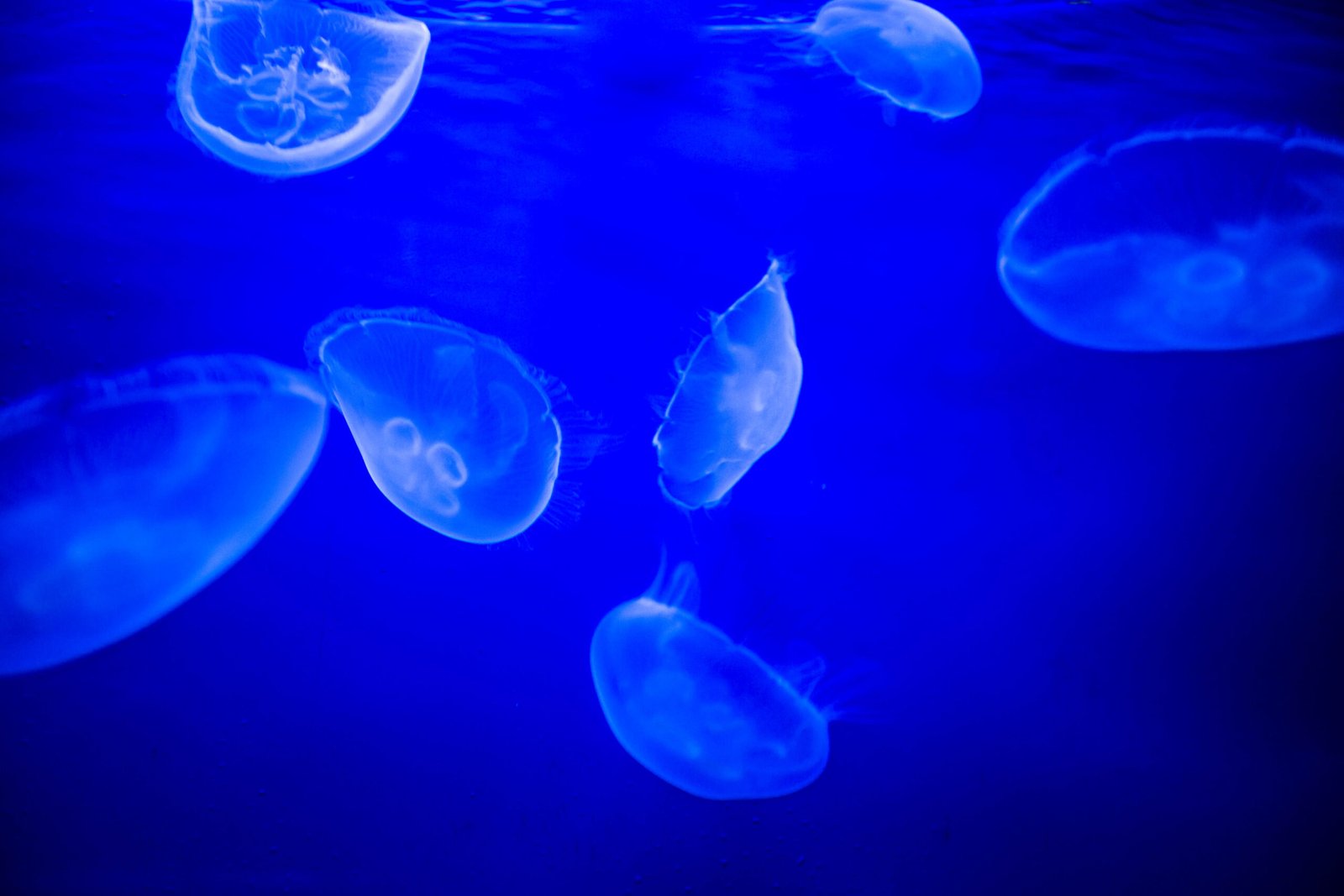 The Mysterious Rise of Jellyfish (image credits: wikimedia)