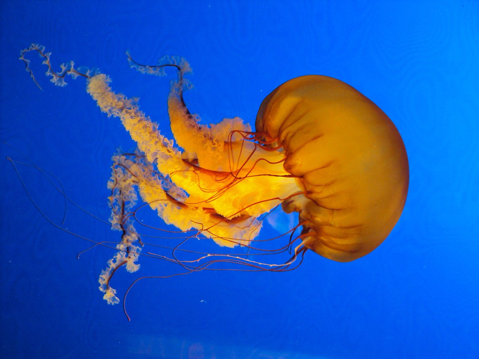 Climate Change: Fueling the Jellyfish Boom (image credits: wikimedia)