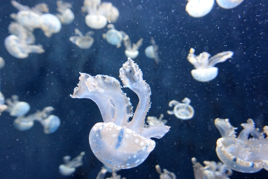 Overfishing: Making Way for Jellies (image credits: rawpixel)