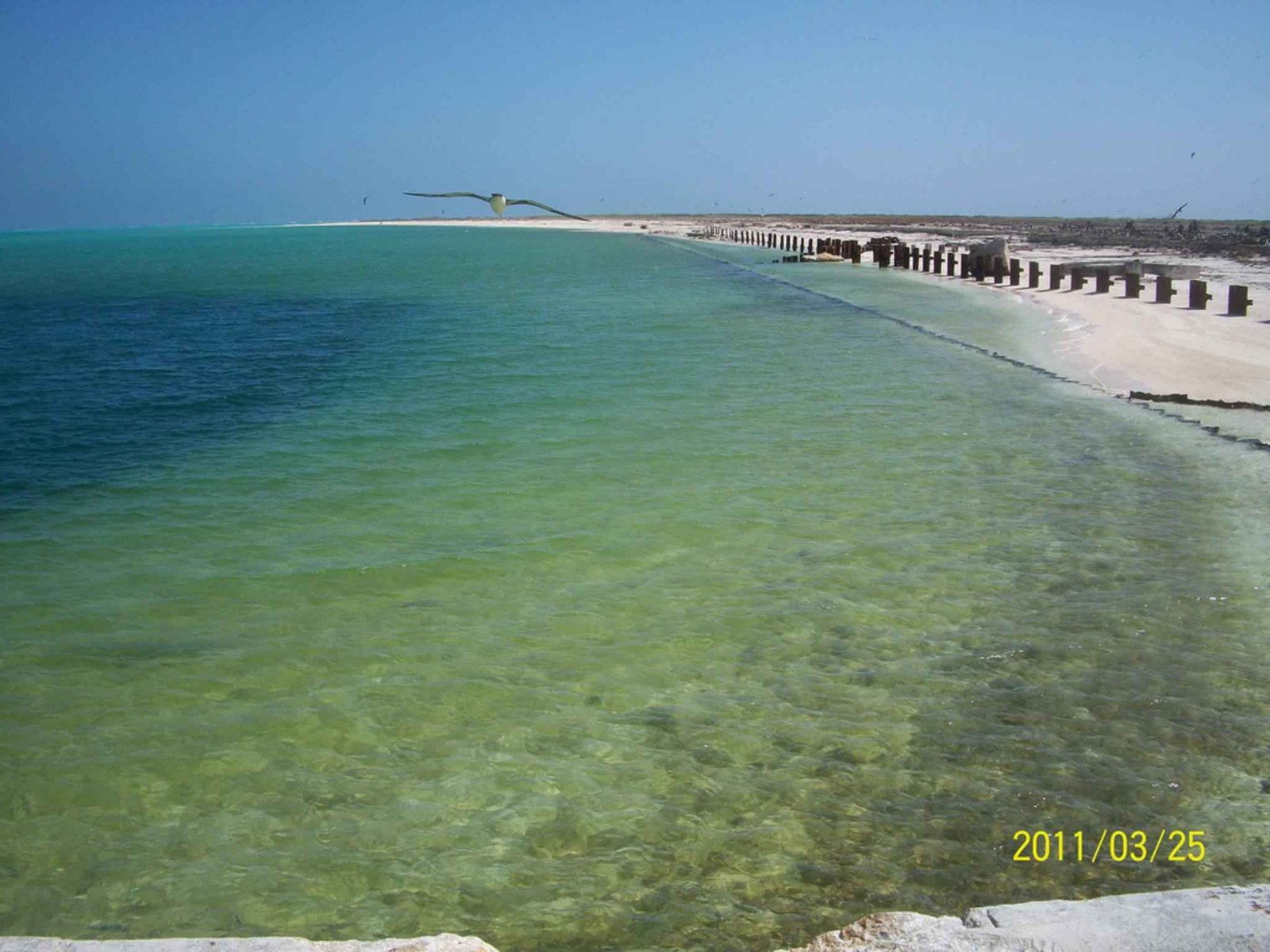 Pollution and Eutrophication: A Perfect Storm for Jellyfish (image credits: wikimedia)