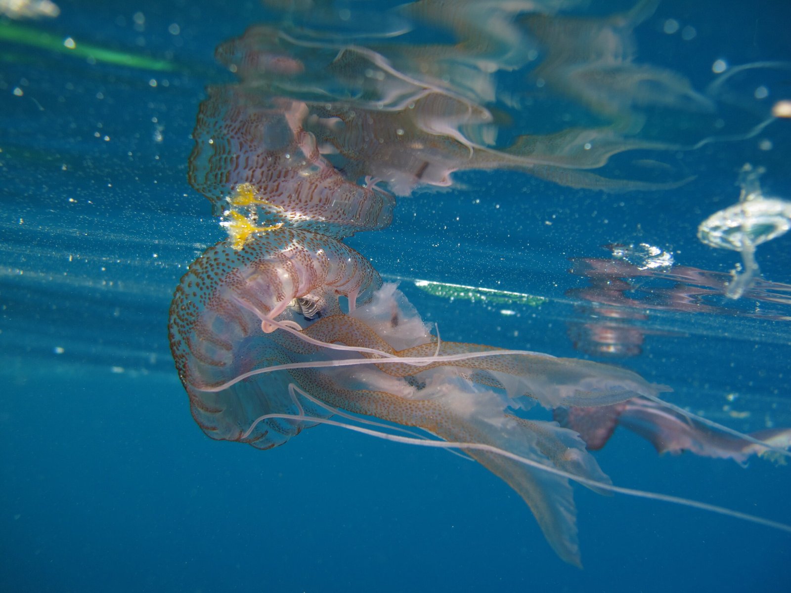 Interrupting the Plankton Chain (image credits: wikimedia)
