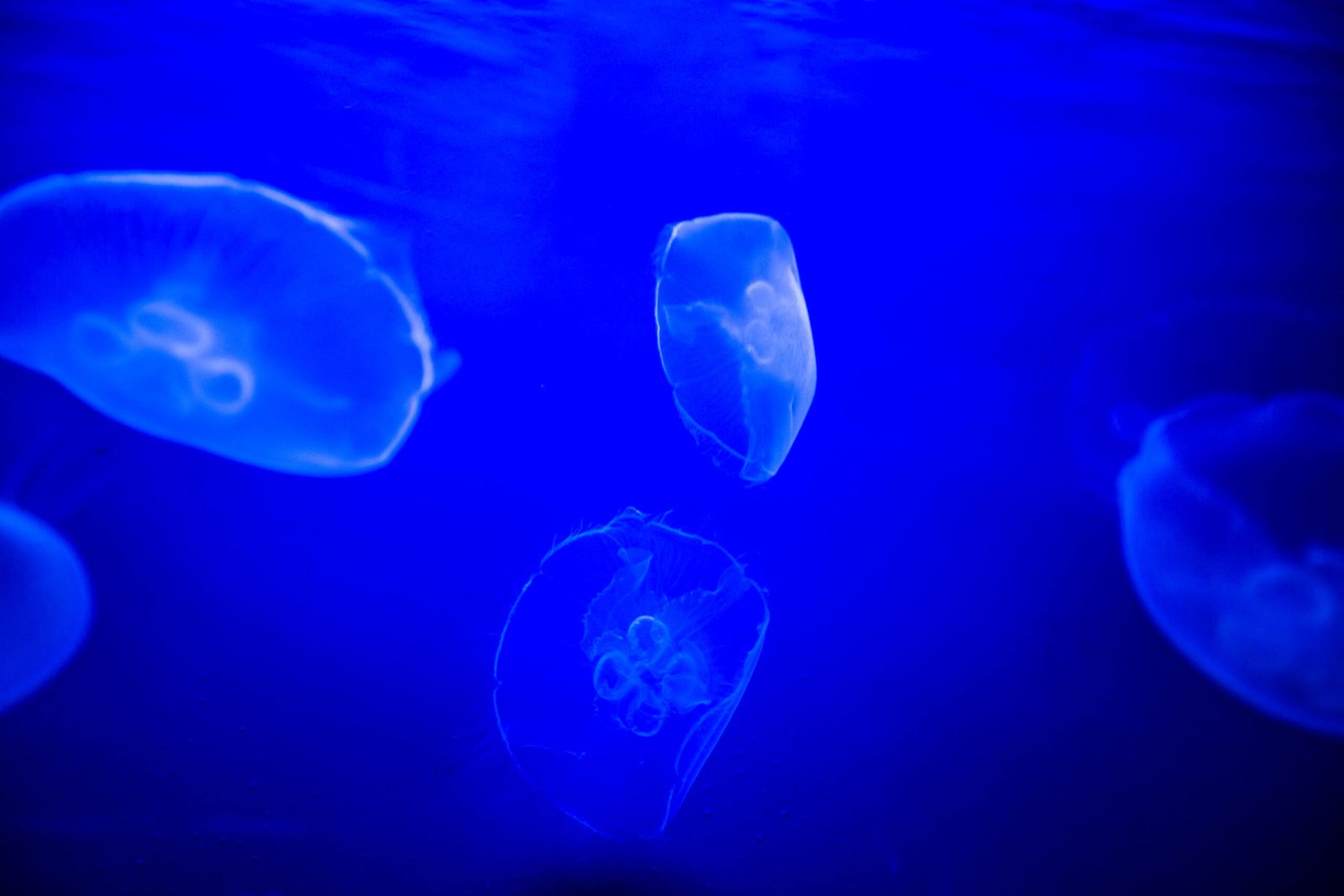 Jellyfish and Marine Biodiversity (image credits: wikimedia)
