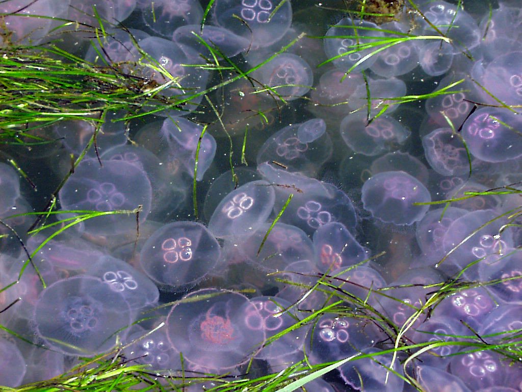 Jellyfish and Human Health Risks (image credits: wikimedia)