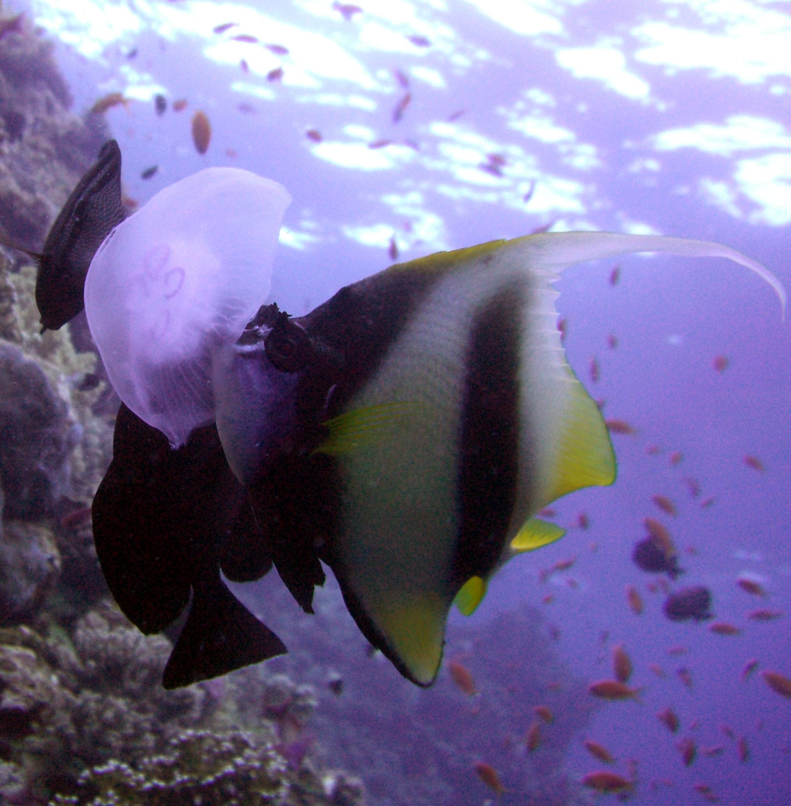 Changes in Predator-Prey Relationships (image credits: wikimedia)