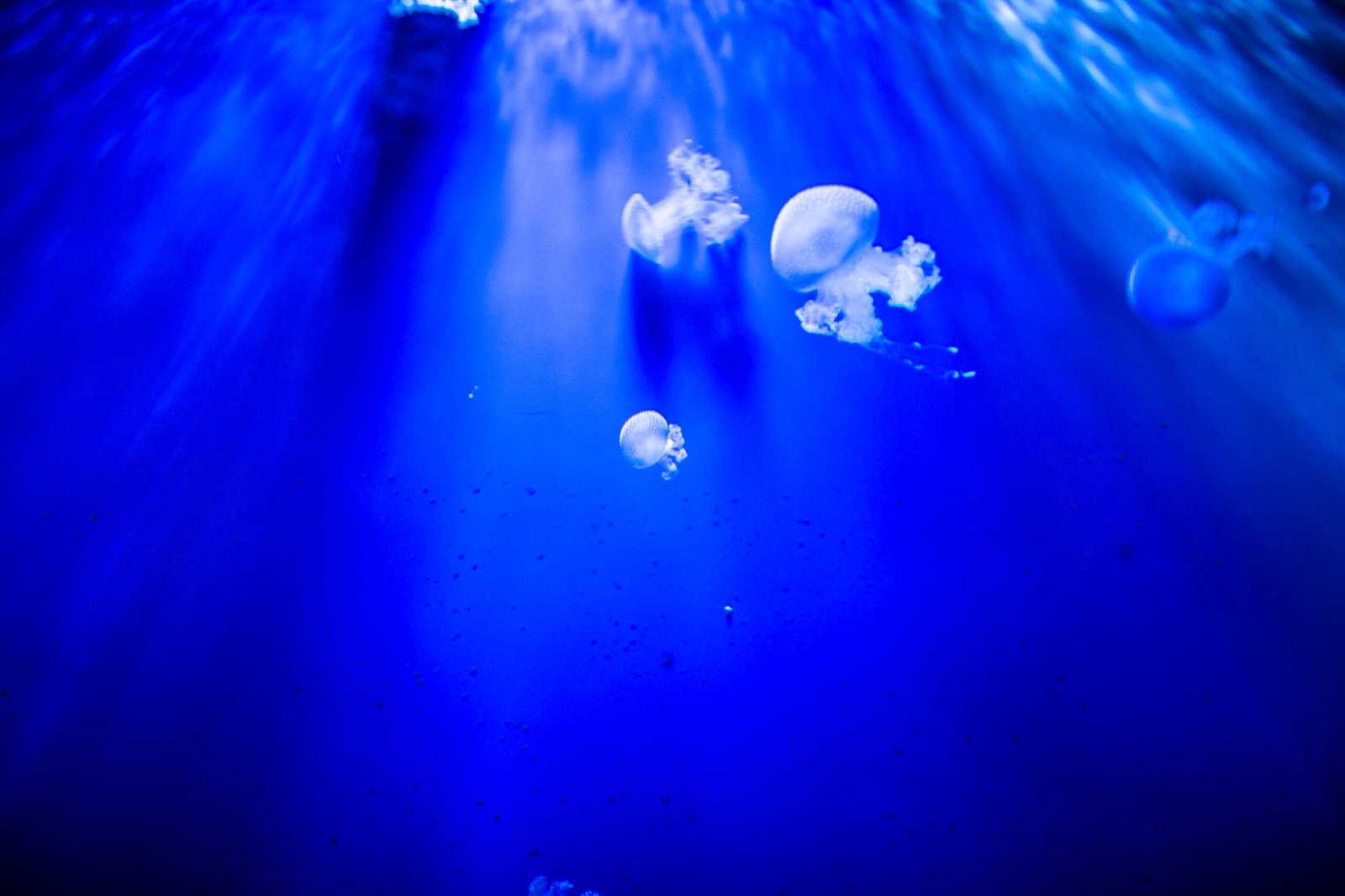 Geographic Hotspots of Jellyfish Blooms (image credits: wikimedia)