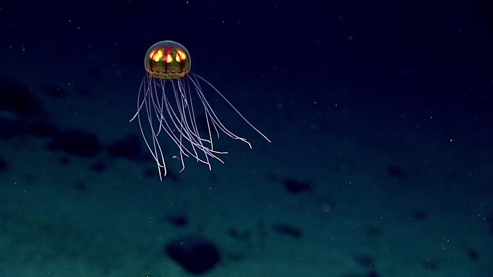 The Future of Ocean Food Chains (image credits: wikimedia)