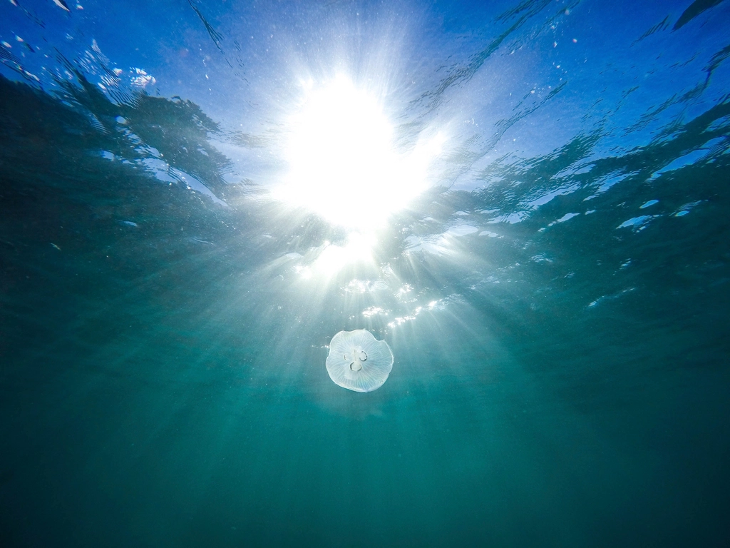 What Can We Learn from Jellyfish? (image credits: rawpixel)