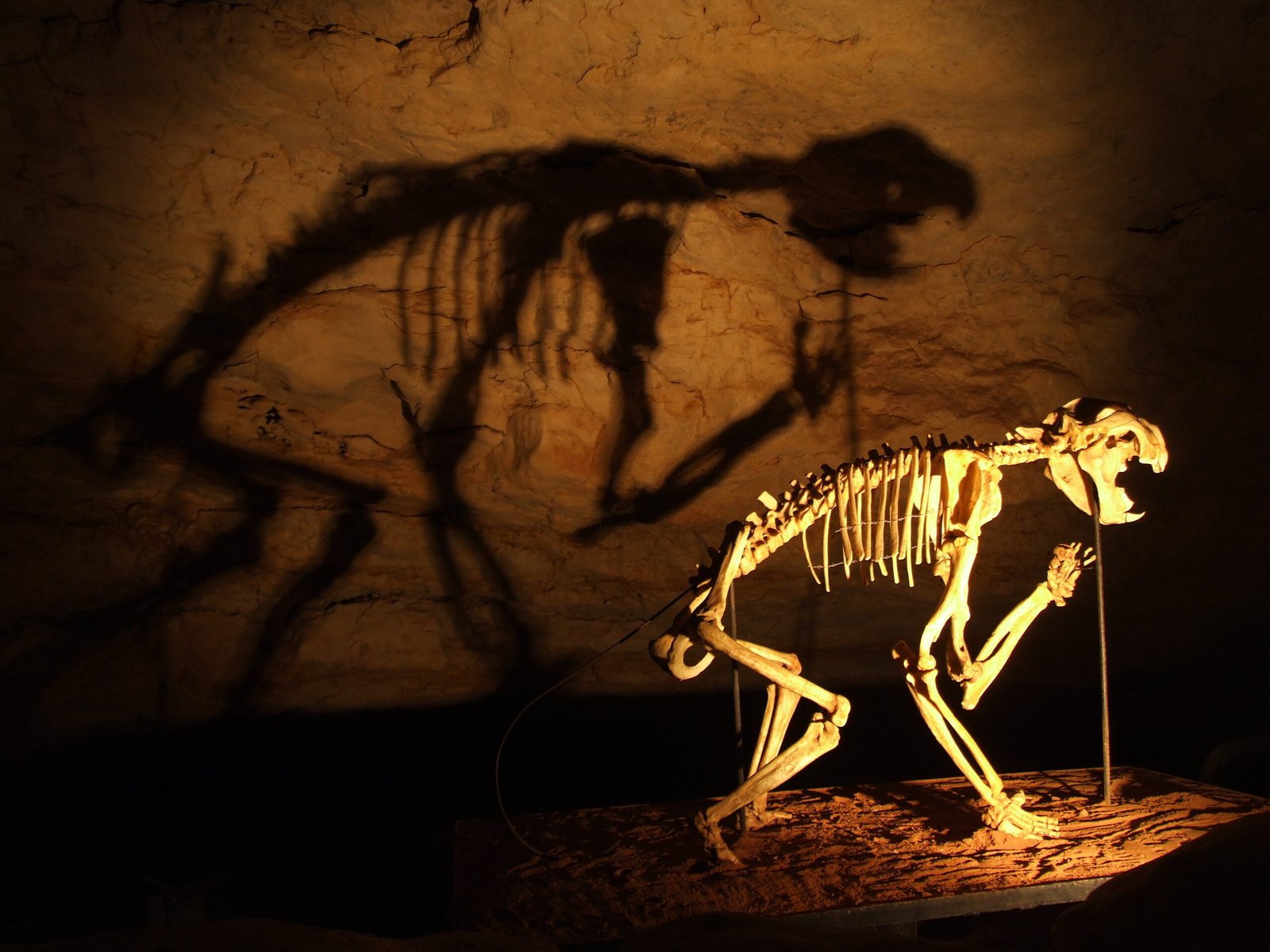 Meet the Megafauna: Australia’s Lost Giants (image credits: wikimedia)