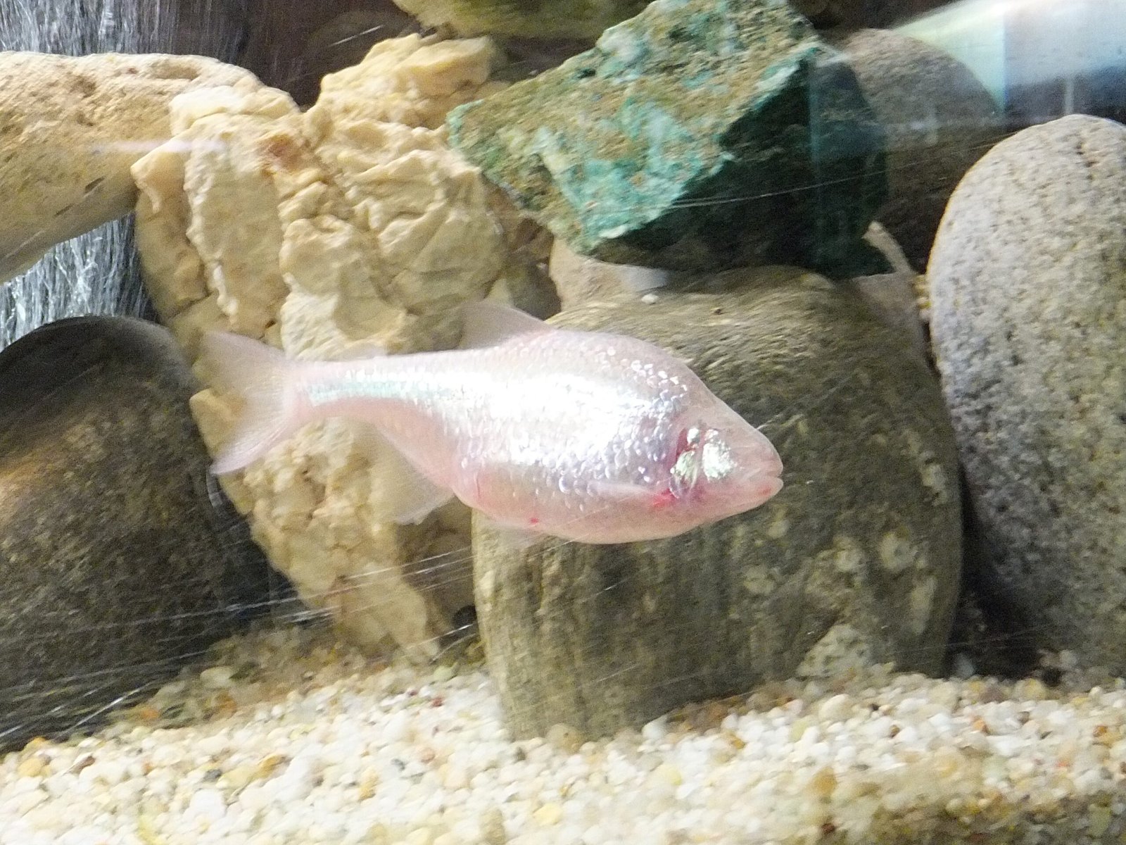 Colorless Wonders: Why Cave Animals Lose Pigment (image credits: wikimedia)