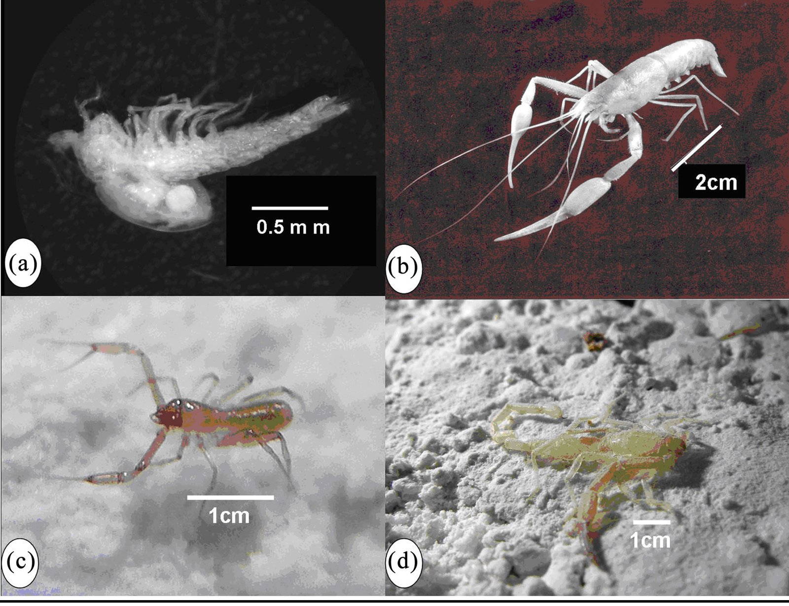 Troglobites, Troglophiles, and Troglophobes: The Underground Cast (image credits: wikimedia)