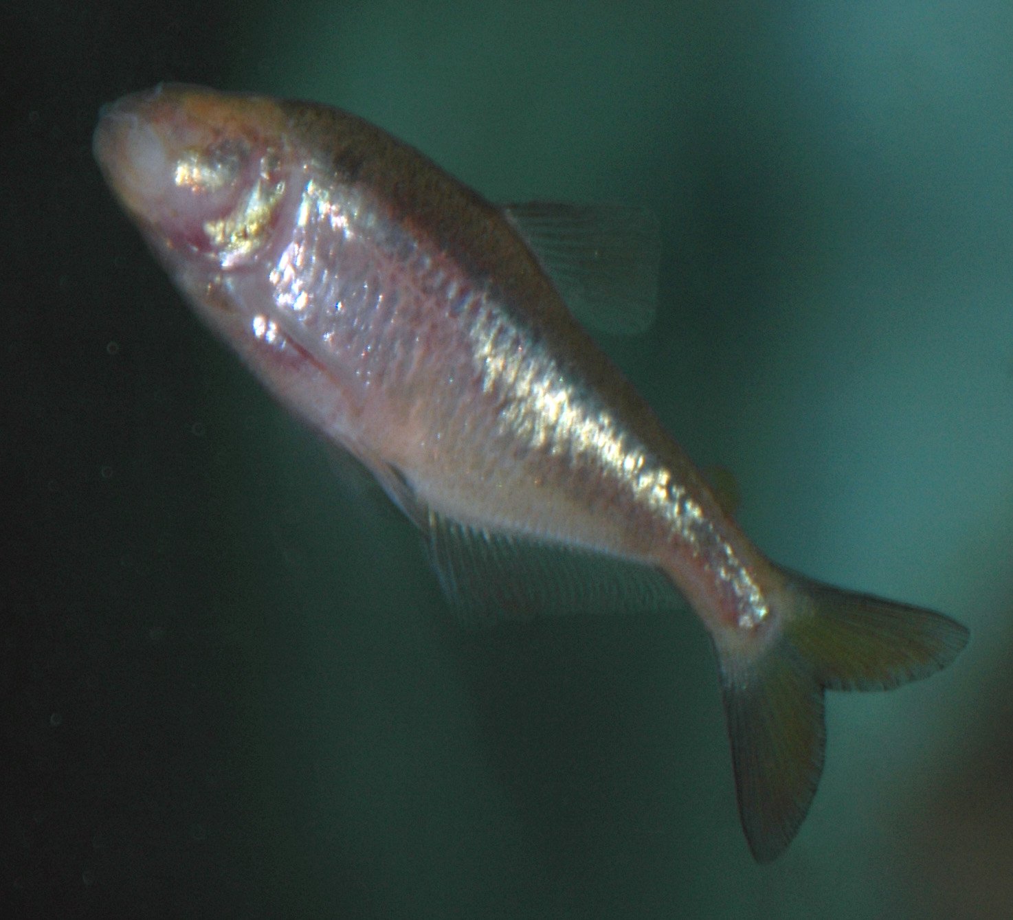 Evolution in Slow Motion: The Pace of Change (image credits: wikimedia)