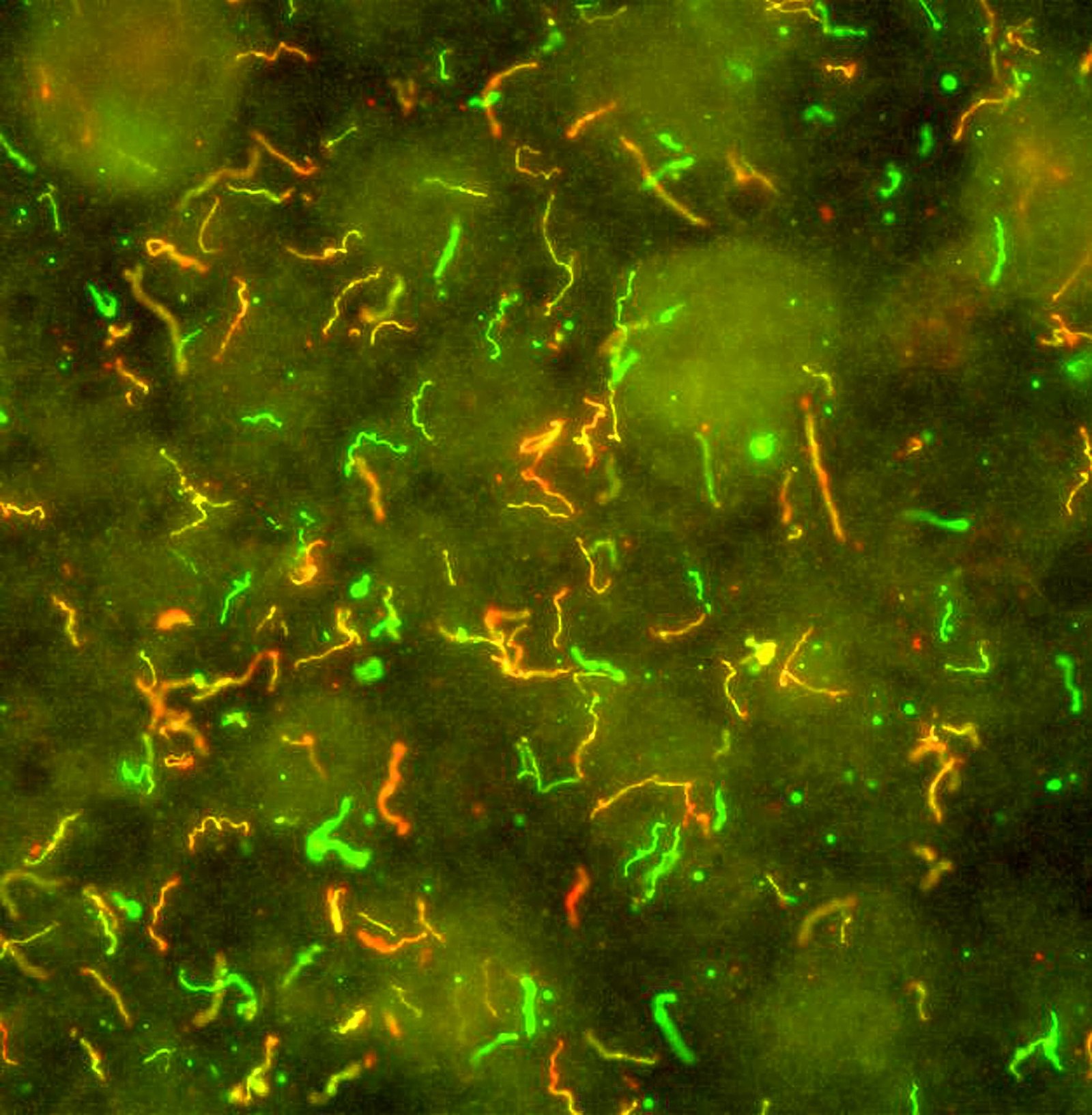Bioluminescence: Nature’s Underground Light Show (image credits: wikimedia)