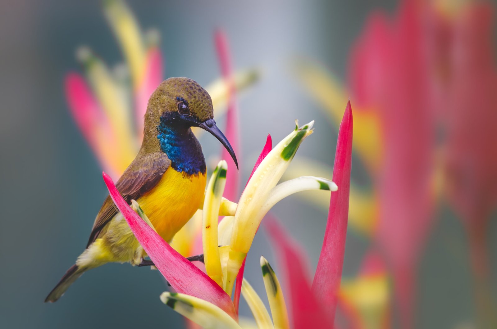 Sunbirds: Africa’s Nectar-Loving Jewels (image credits: wikimedia)