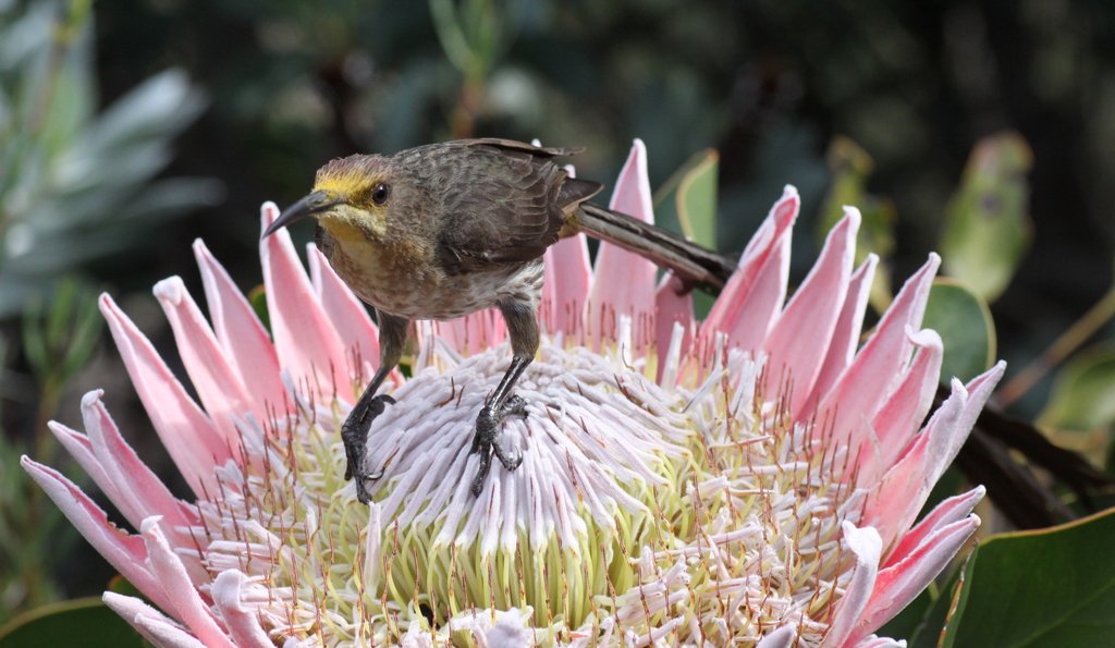 Proteas and Sugarbirds: South Africa’s Perfect Match (image credits: wikimedia)