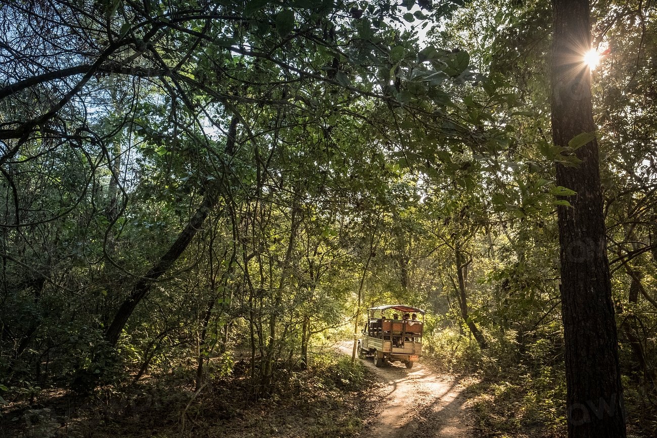 Can Other Trees or Animals Hear the Screams? (image credits: rawpixel)