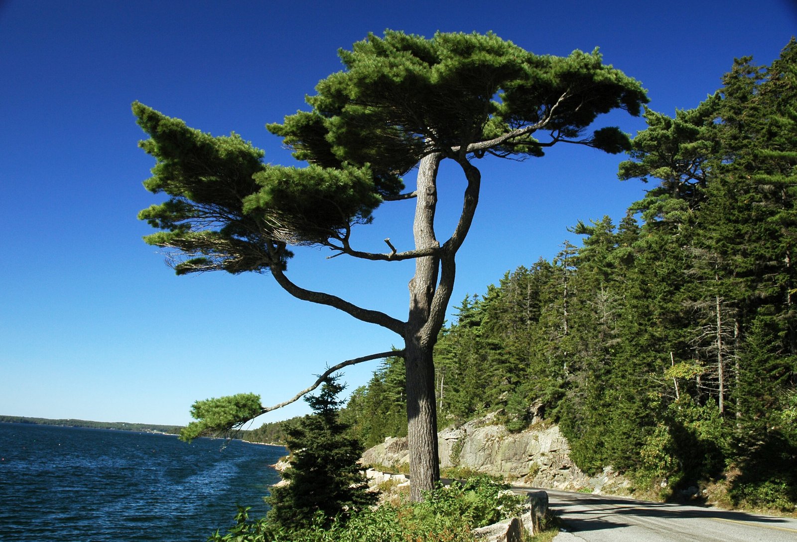 What Does a Tree Scream Sound Like? (image credits: wikimedia)