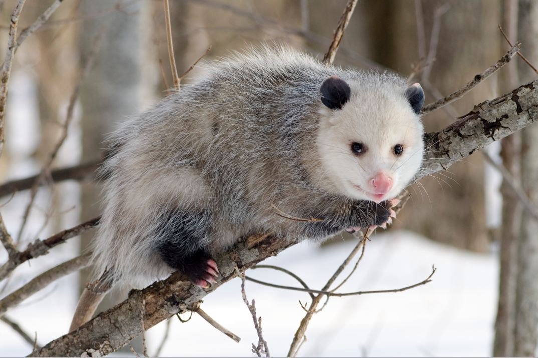 Climbing and Grasping: A Tail Like a Fifth Hand (image credits: wikimedia)