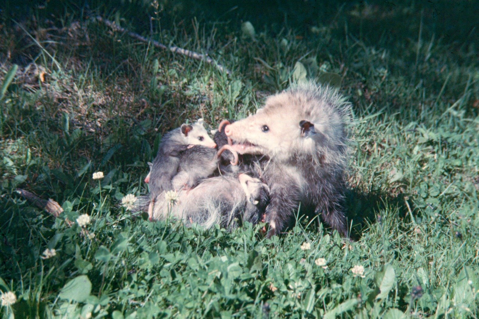 Marsupial Marvels: North America’s Only Native Marsupial (image credits: wikimedia)
