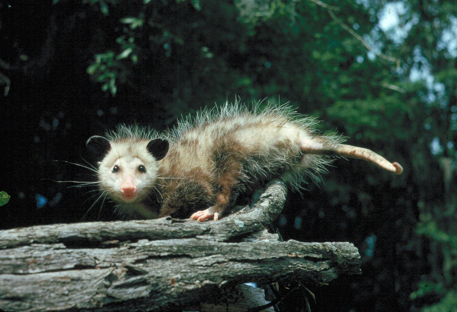 Silent Communication: The Language of Hisses and Clicks (image credits: wikimedia)