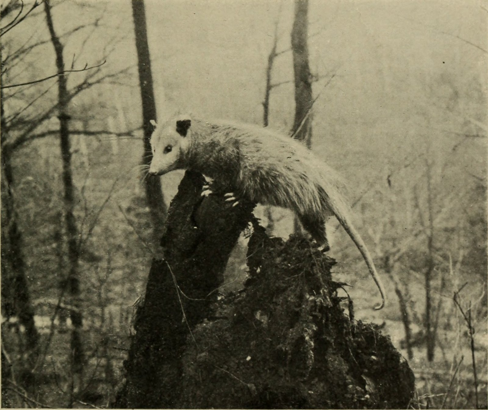 Ingenious Nest Builders (image credits: wikimedia)