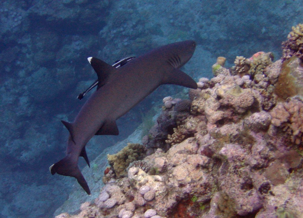 Reefs vs. Sea Walls: Nature’s Engineering Feat (image credits: wikimedia)