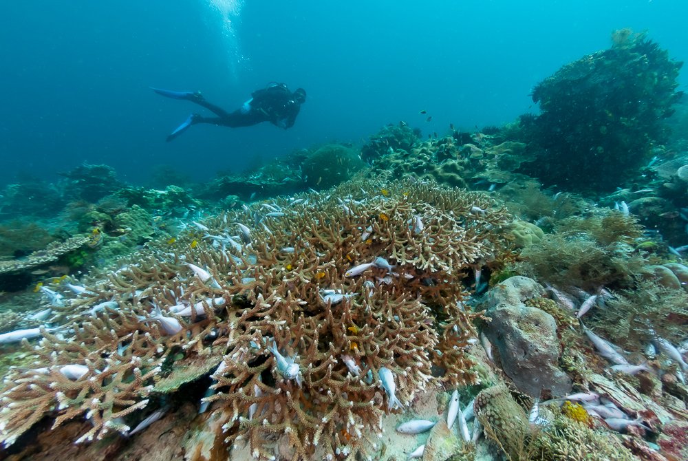 The Hidden Cost of Losing Coral Reefs (image credits: wikimedia)