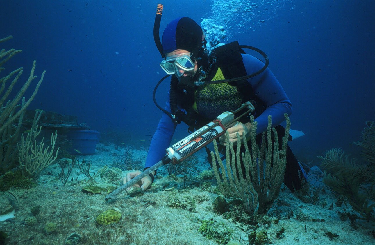 Education: The Key to Saving Reefs (image credits: wikimedia)