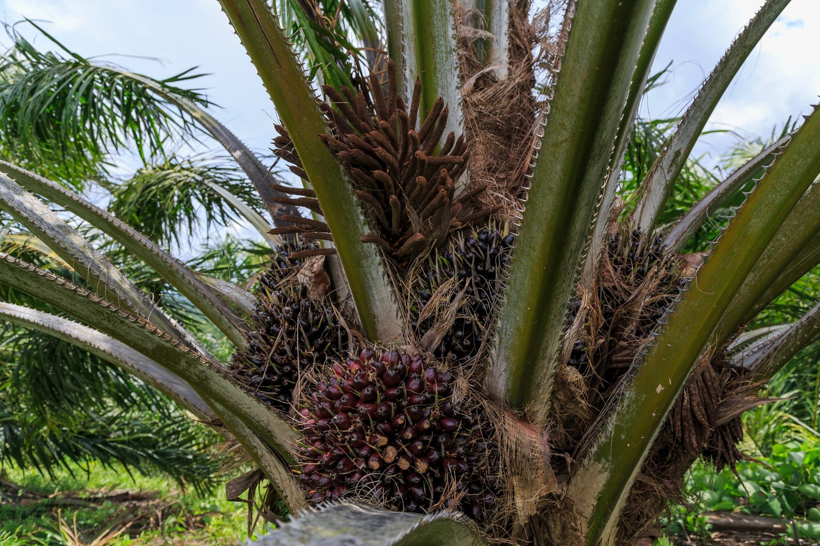 Palm Oil: The Ubiquitous Ingredient (image credits: wikimedia)
