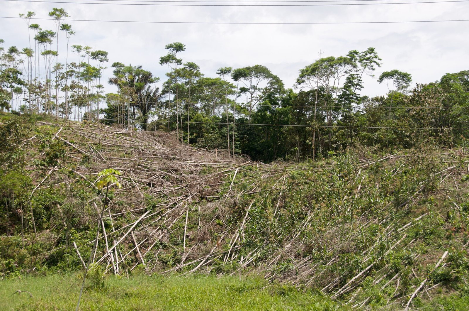 Deforestation: The Cost of Expansion (image credits: wikimedia)