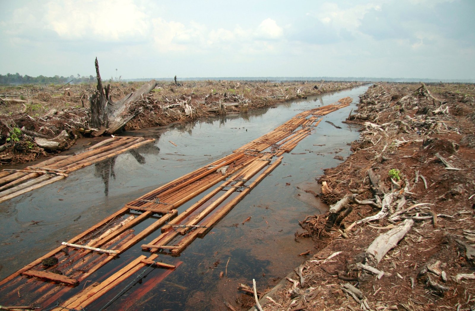 The Global Demand Driving Destruction (image credits: wikimedia)