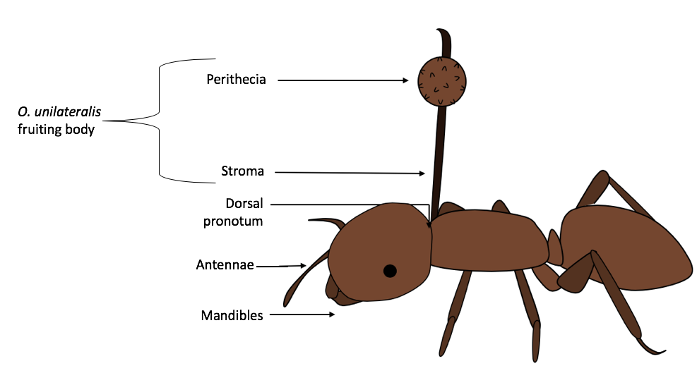 Ophiocordyceps: The Puppet Master Fungus (image credits: wikimedia)