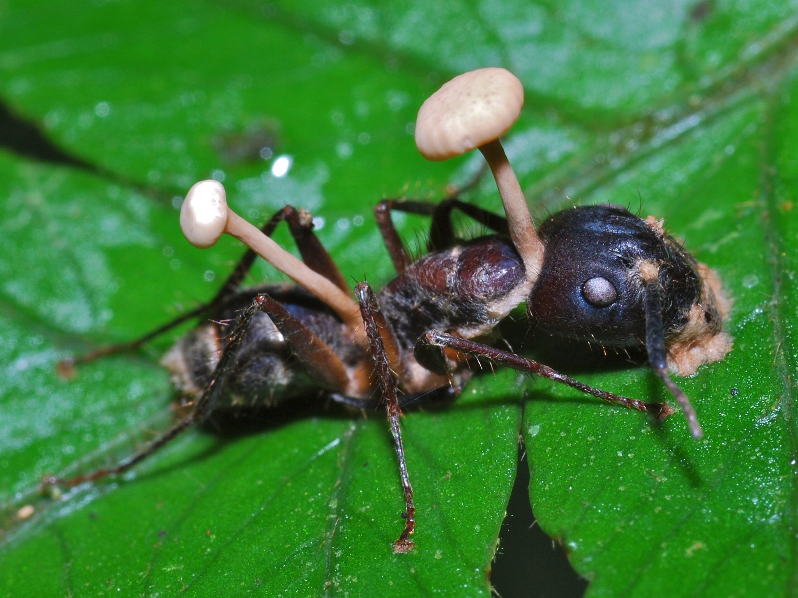 The Evolutionary Arms Race (image credits: wikimedia)