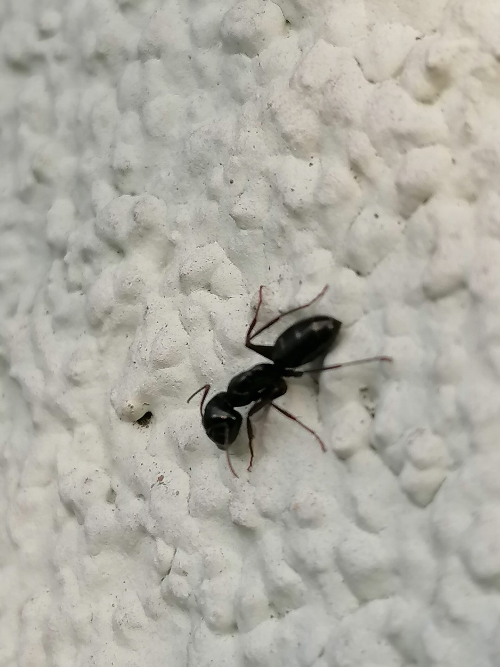 The Zombie Ant Phenomenon Goes Global (image credits: wikimedia)