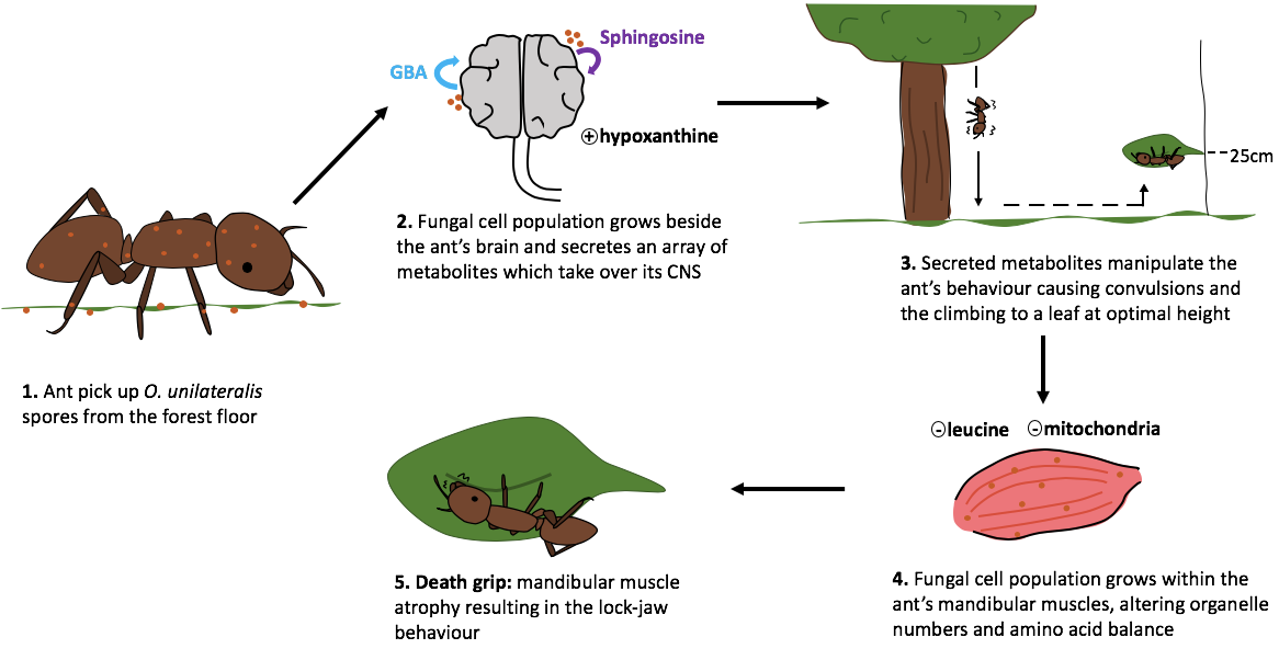 Fungal Life Cycles: A Symphony of Death and Renewal (image credits: wikimedia)