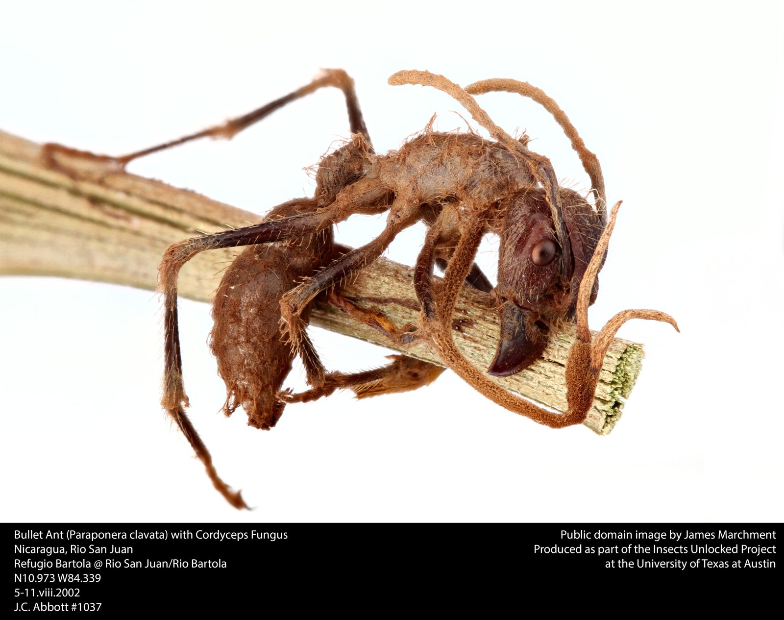 Fungal Mind Control Beyond Ants (image credits: wikimedia)