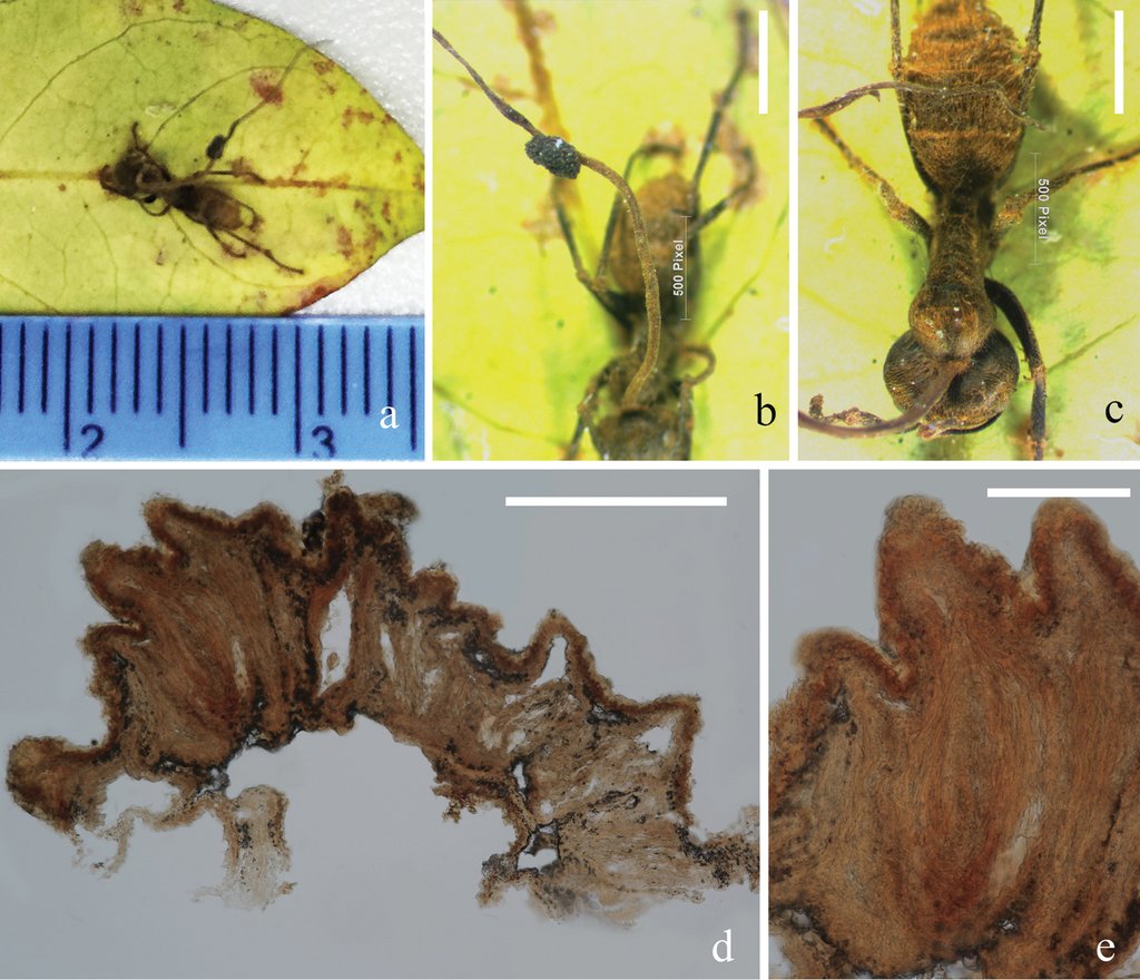 Climate Change and the Future of Parasitic Fungi (image credits: wikimedia)