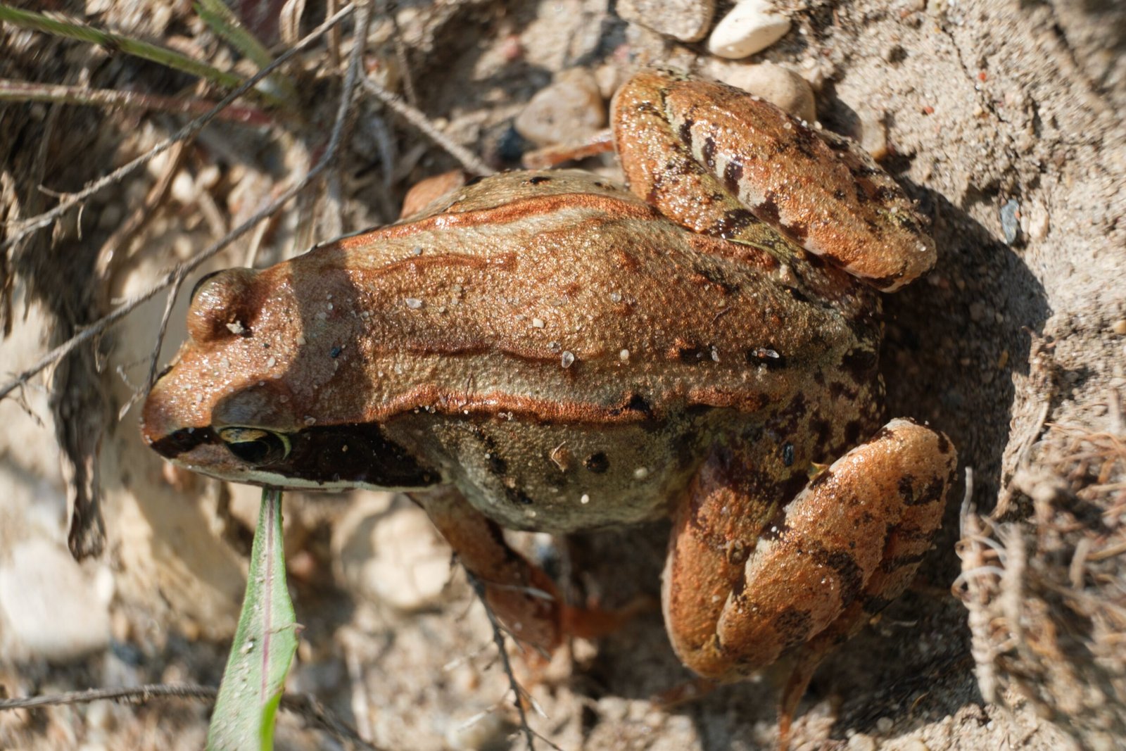 Comparison with Other Hibernators (image credits: wikimedia)